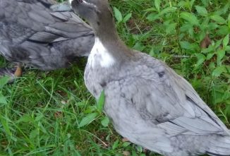 Self Colors: Blue and Silver